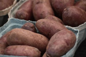 Studies Prove Sweet Potatoes High in Beta-carotene Content
